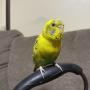 保護鳥の画像
