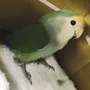 保護鳥の画像