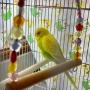 保護鳥の画像