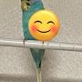 保護鳥の画像