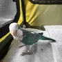 保護鳥の画像