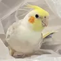 迷子鳥の画像