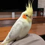 迷子鳥の画像