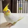 迷子鳥の画像