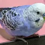 迷子鳥の画像