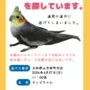 迷子鳥の画像