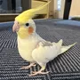 迷子鳥の画像