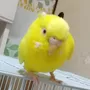 迷子鳥の画像