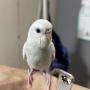 迷子鳥の画像