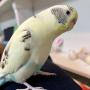 迷子鳥の画像