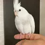 迷子鳥の画像