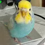 迷子鳥の画像