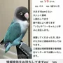 迷子鳥の画像