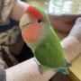 迷子鳥の画像