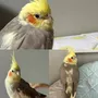 迷子鳥の画像