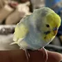 迷子鳥の画像