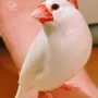 迷子鳥の画像