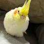 迷子鳥の画像