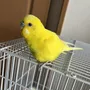 迷子鳥の画像