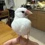 迷子鳥の画像
