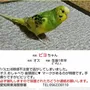 迷子鳥の画像