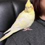 迷子鳥の画像