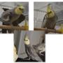 迷子鳥の画像