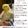 迷子鳥の画像