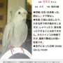 迷子鳥の画像