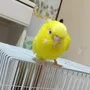 迷子鳥の画像