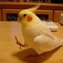 Embedded thumbnail for バイバイするオカメインコ