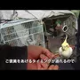 Embedded thumbnail for オカメインコとの仲直りの仕方（行動学より）