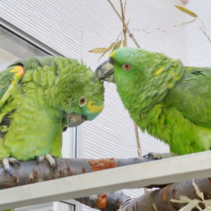 ボウシインコの触れ合い