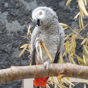 ヨウム